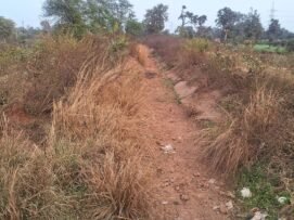 सूखी नहर में उग आई घास,क्या कागजों में हो रही नहर की सफाई ?