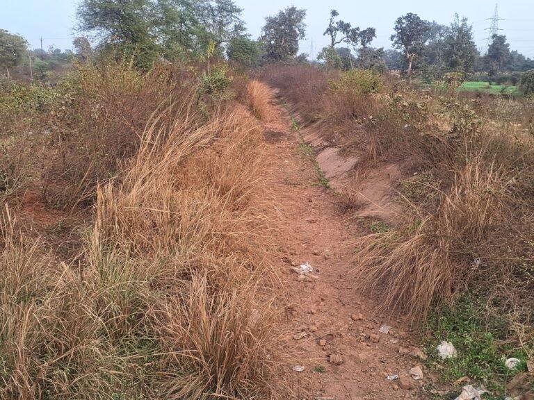 सूखी नहर में उग आई घास,क्या कागजों में हो रही नहर की सफाई ?