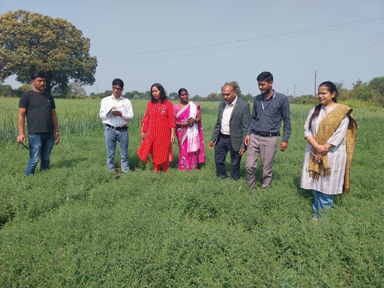 दलहन मिशन:चना और मसूर की फसलों का अवलोकन