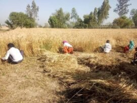 मौसम के आगे किसान असहाय,न फसल काट पा रहे न बचा पा रहे 