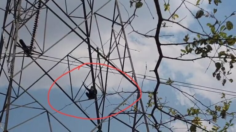 हाईटेंशन लाईन में चढ़ा सनकी आशिक,ऐसे बची जान 