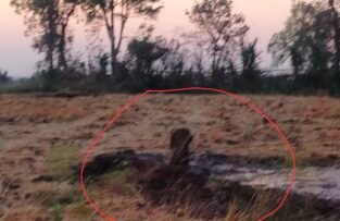 सिहोरा में सरकारी जमीन में धड़ल्ले से हो रहा ट्यूबवेल बोर