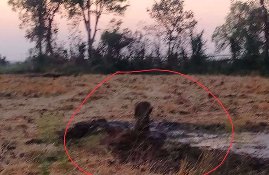 सिहोरा में सरकारी जमीन में धड़ल्ले से हो रहा ट्यूबवेल बोर