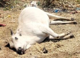 शादियों के बचे हुए खाना खाने से हो रही पशुओं की मौत
