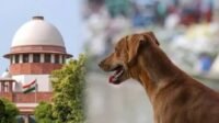 आवारा कुत्तों को लेकर सुप्रीम कोर्ट का सख्त रुख
