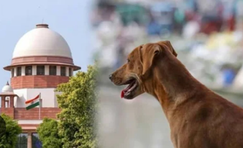 आवारा कुत्तों को लेकर सुप्रीम कोर्ट का सख्त रुख