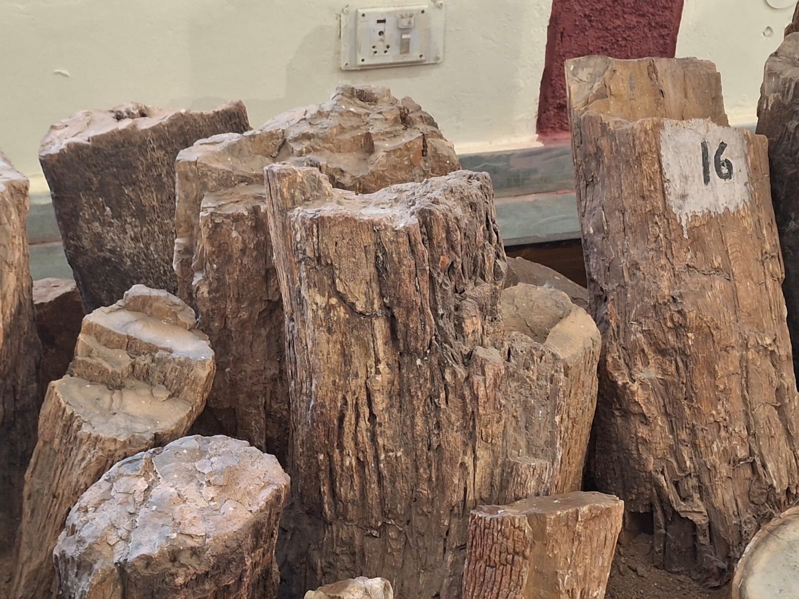 पत्थरों में बदल चुके पेड़ सुनाते हैं धरती के प्राचीन इतिहास की कहानी