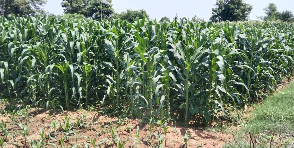 मक्के की खेती से किसान होंगे समृद्ध लहलहाने लगी स्वीटकार्न व हाइब्रिड मक्के की फसल