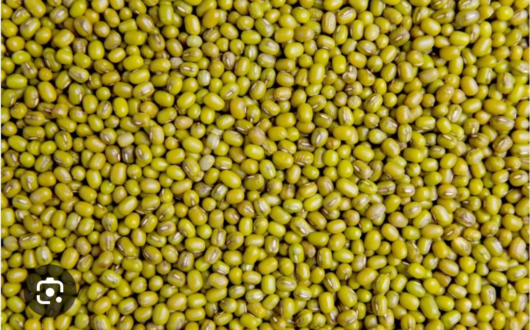 ग्रीष्मकालीन मूंग एवं उड़द उपार्जन की अंतिम तिथि बढ़ी