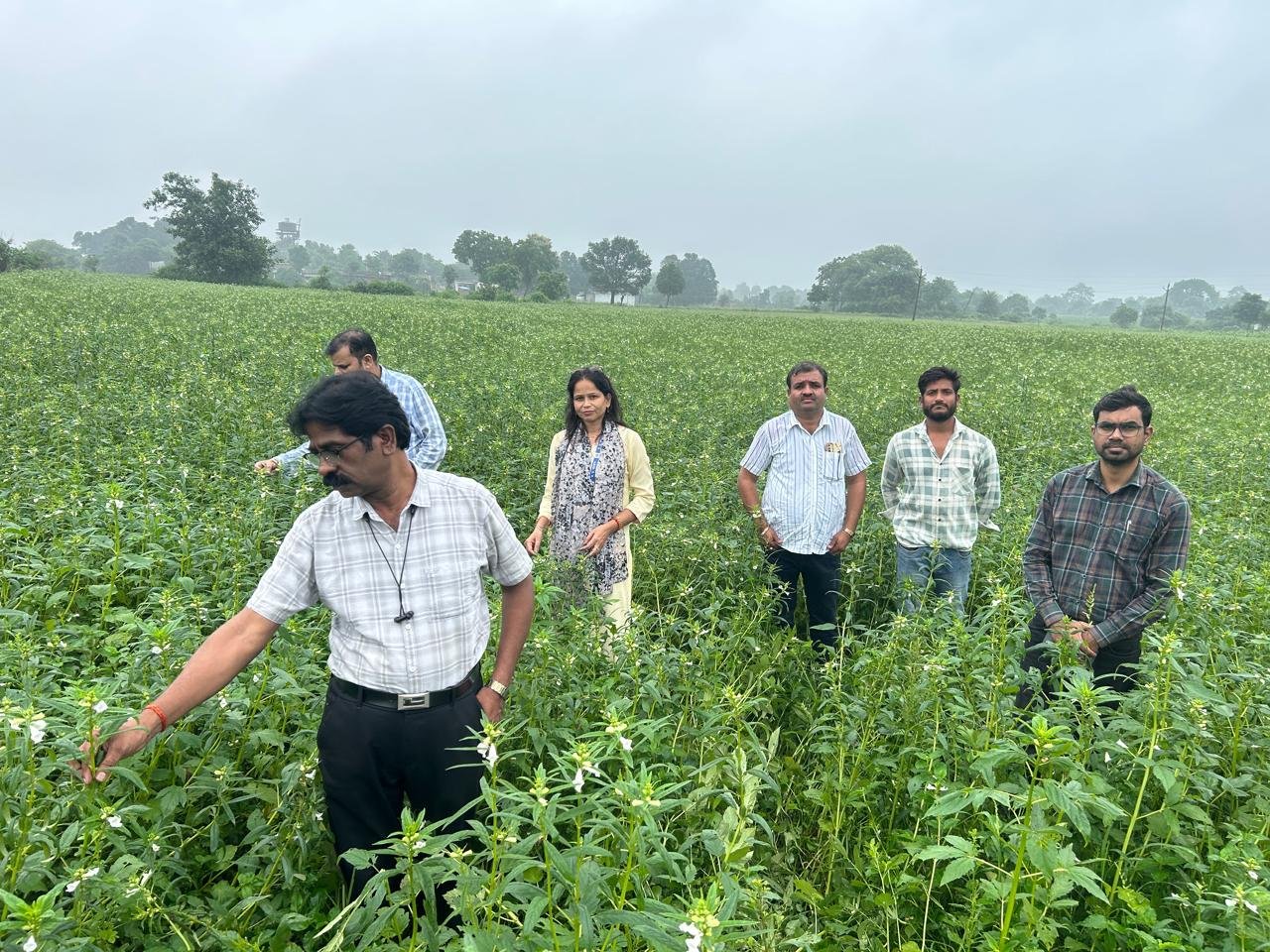सिहोरा के किसानों ने अपनाई तिल की खेती ,कृषि अधिकारियों ने किया अवलोकन