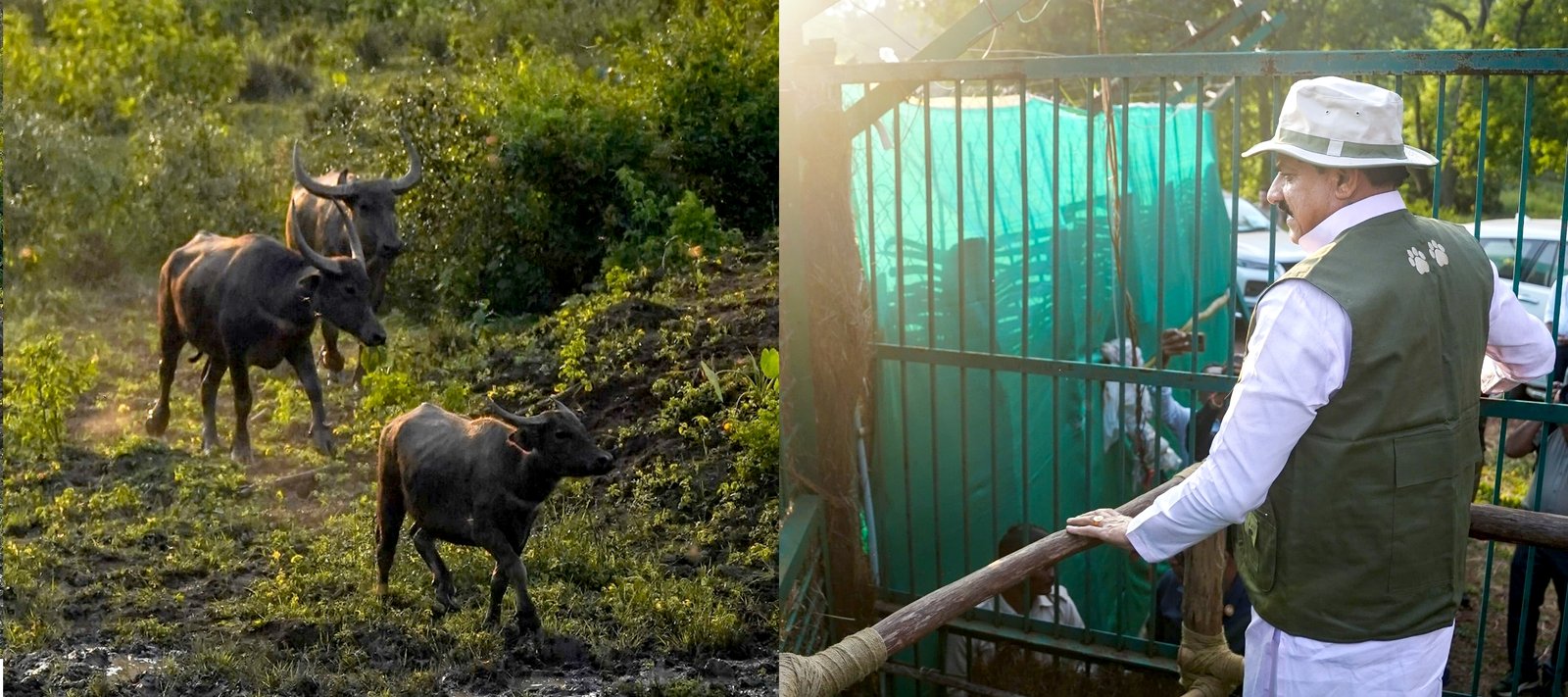सूपखार में सौ साल बाद जंगली भैंसों की वापसी,मुख्यमंत्री ने आठ जंगली भैंसों को 17 हेक्टेयर के बाड़े में छोड़ा